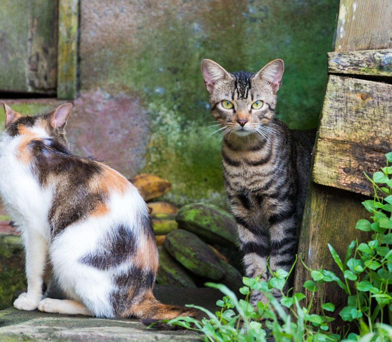 gatos_asustados