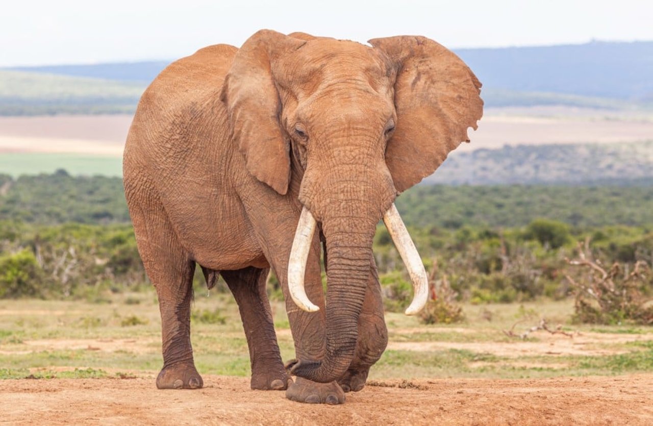 Un elefante africano en la naturaleza.