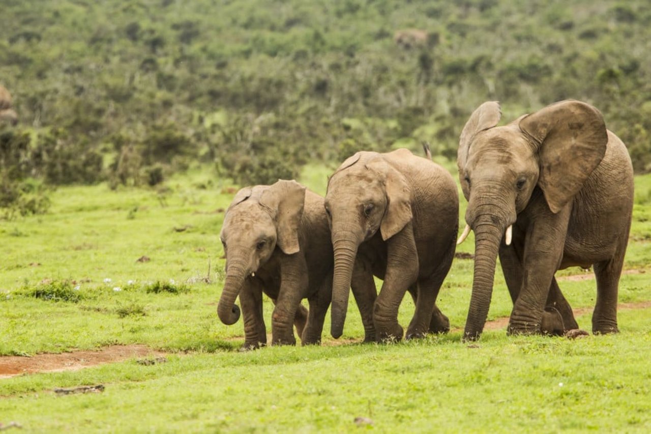 Elefantes africanos caminando juntos.