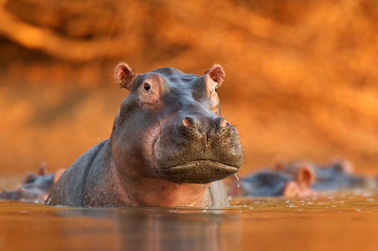 Un hipopótamos en la naturaleza, donde pertenece.