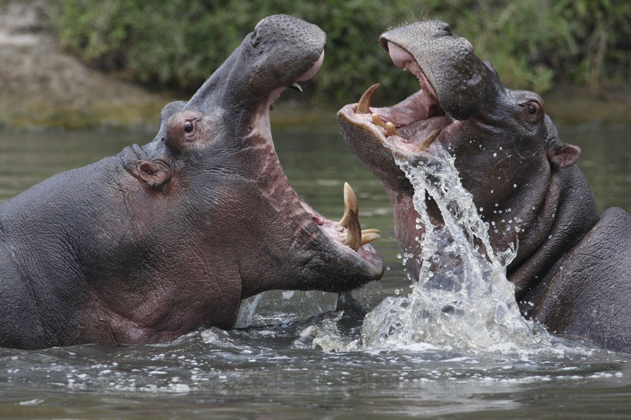 Dos hipopótamos en la naturaleza