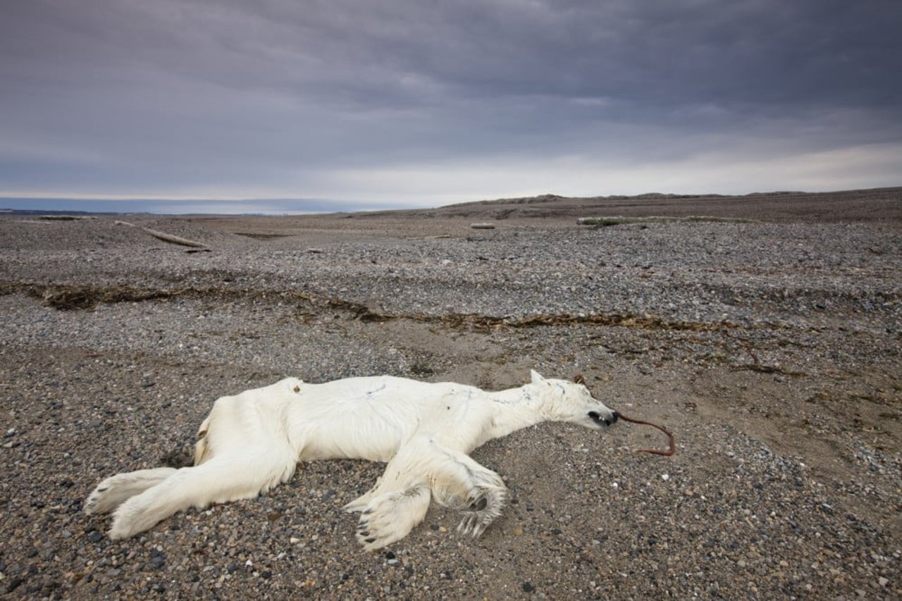 A polar bear who passed away