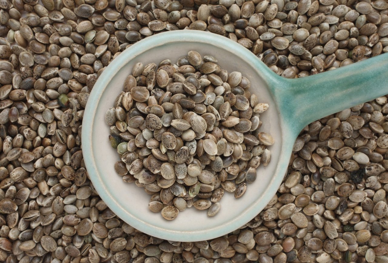 hemp seeds