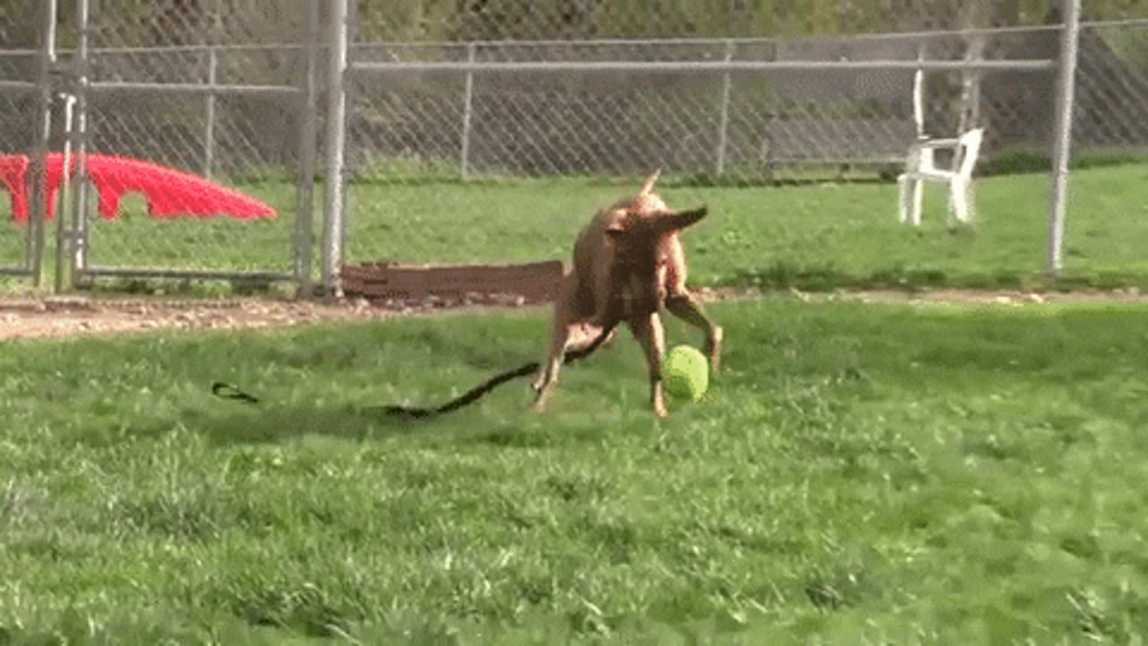 Cachorro correndo com bolinha