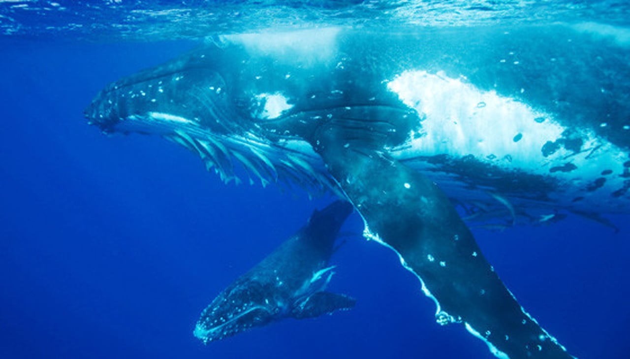 humpback_whale_mother_calf