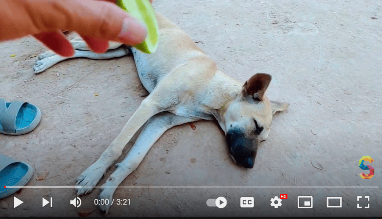 Skræmt hund drilles med pind i video på sociale medier