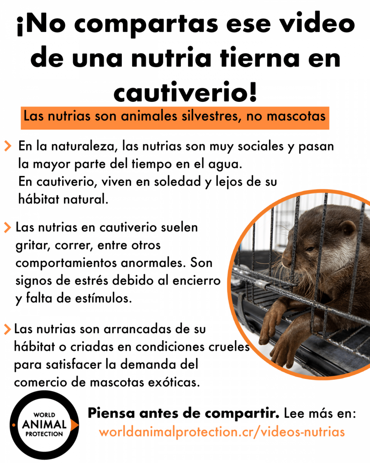 video nutrias mascota