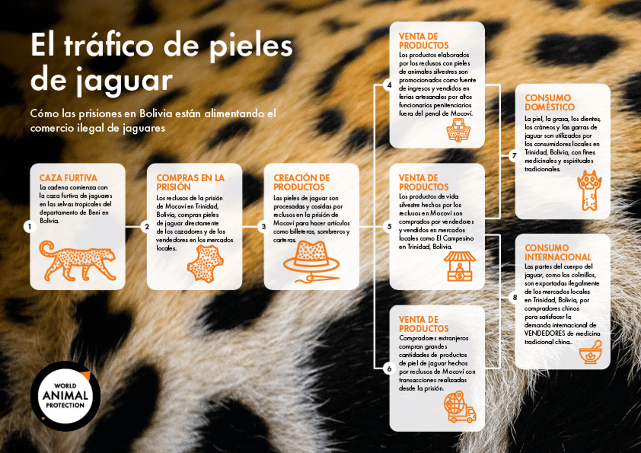 Infográfico muestra como las prisiones en Bolivia están alimentando el tráfico ilegal de vida silvestre