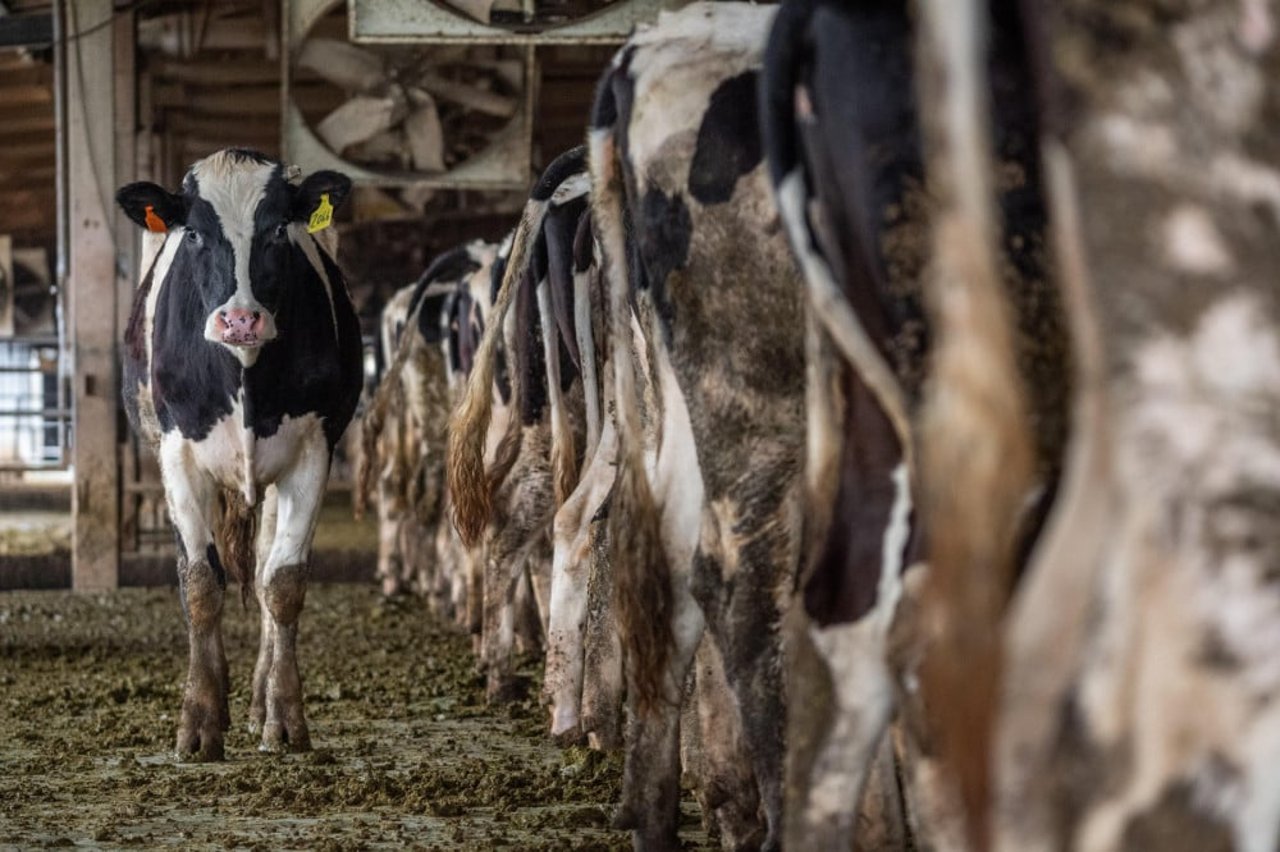 Vacas en una granja industrial - Jo-Anne McArthur