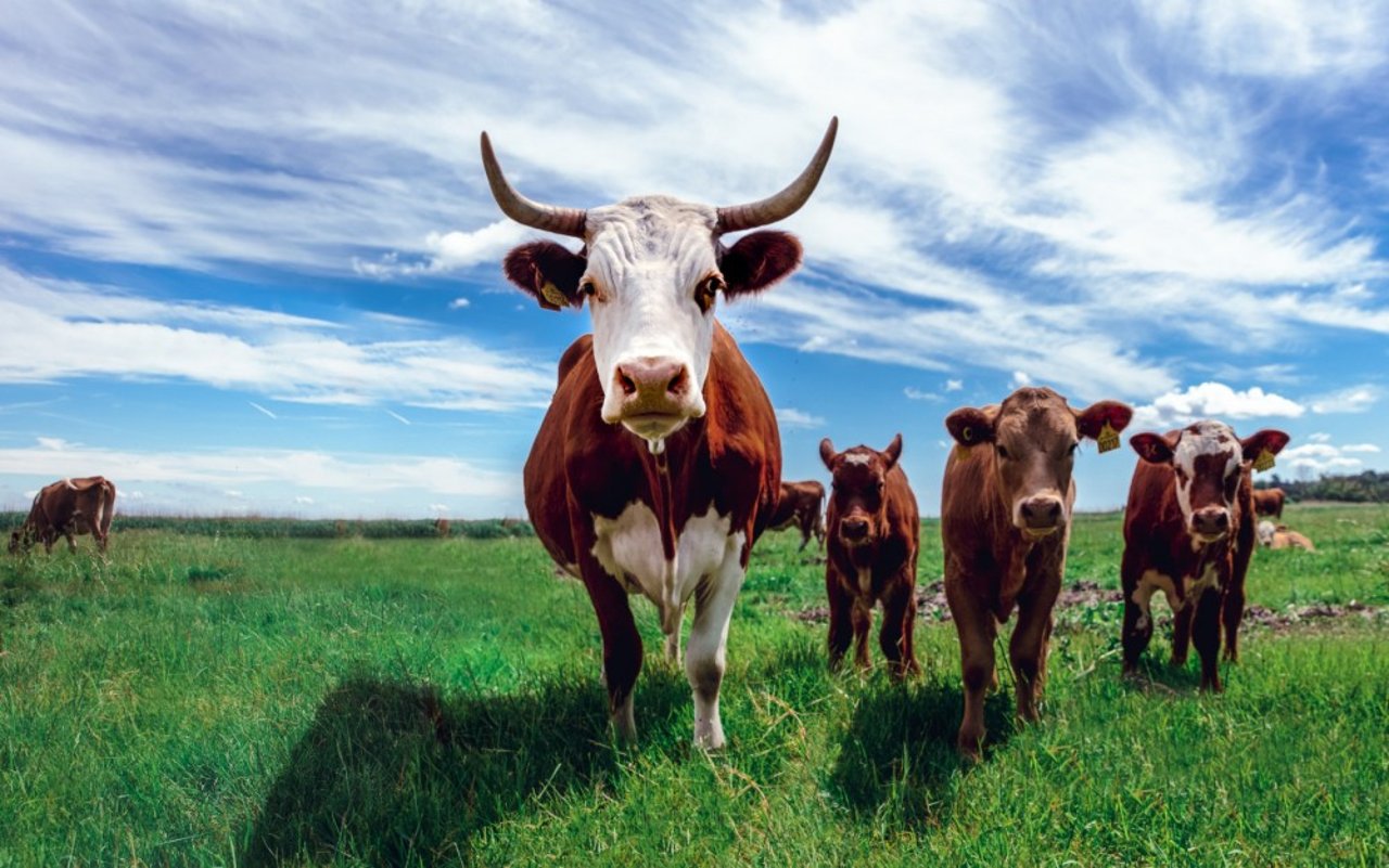 Vacas pastando en ambientes de bienestar
