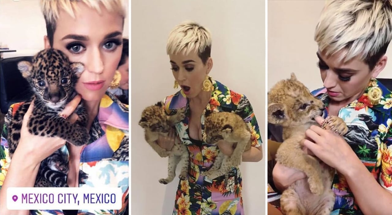 Katy Perry entra na onda das selfies cruéis e posa com filhote de leão no México