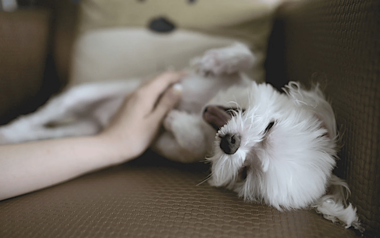 perro masaje