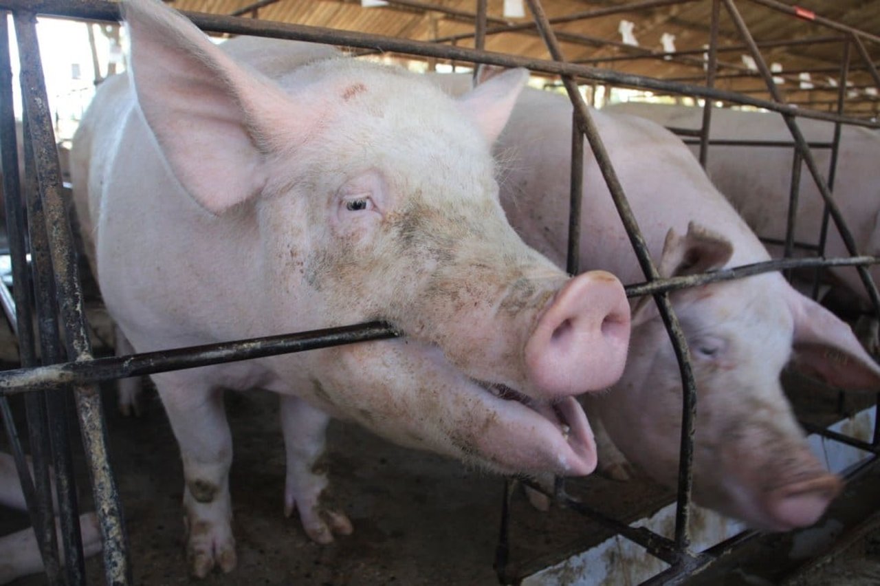 mother_pig_biting_the_a_bar_of_her_cage