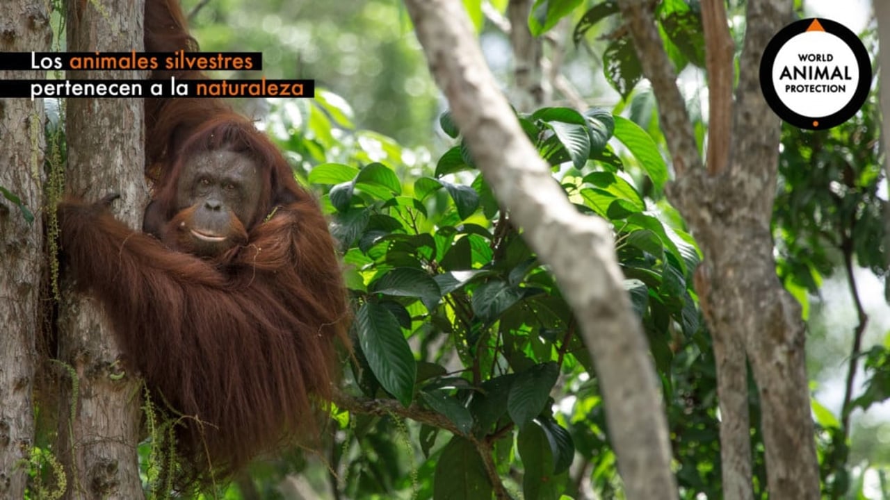 orangutan-zoom