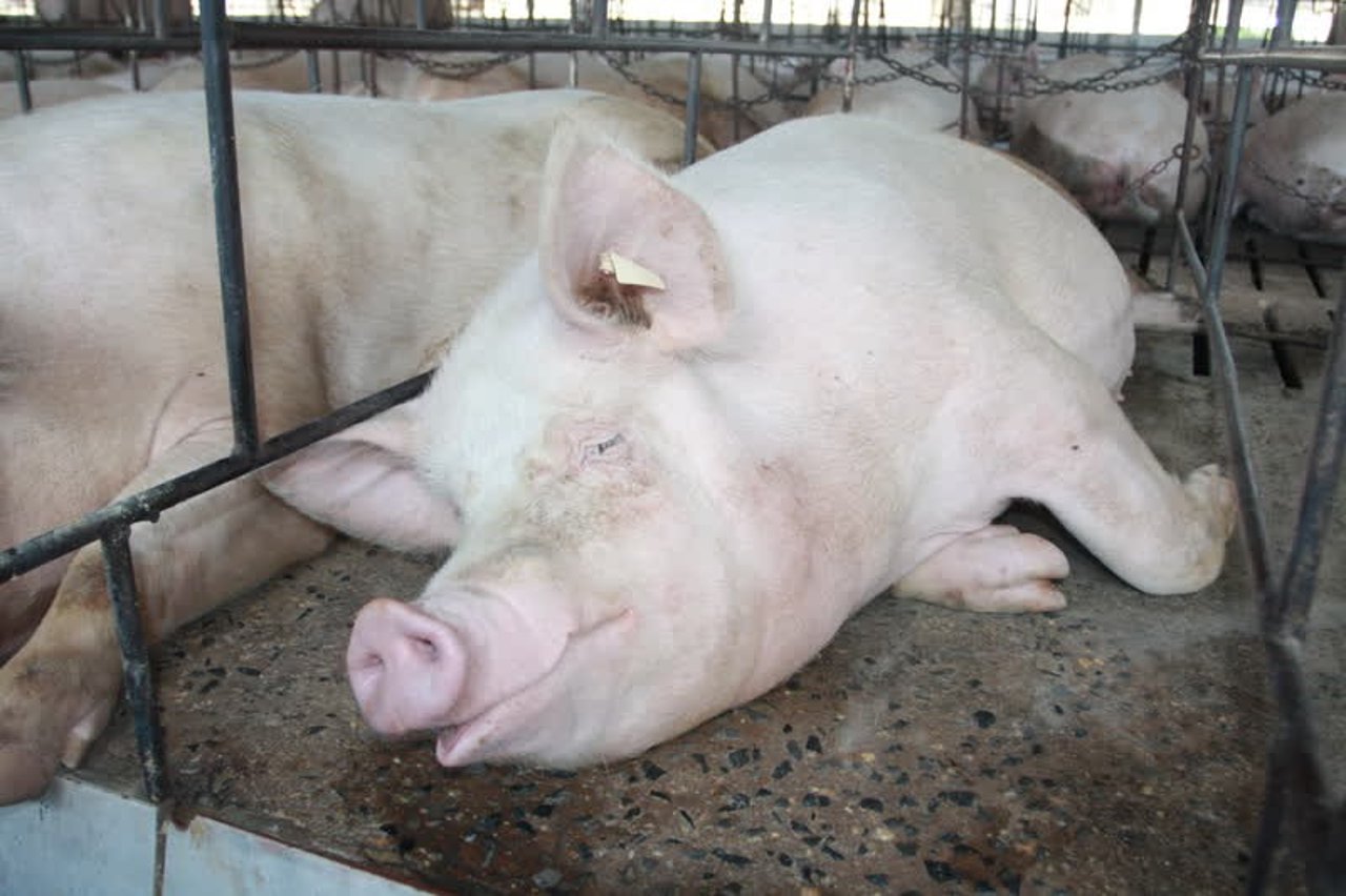 pig_nondisclosed_800x533_1020455