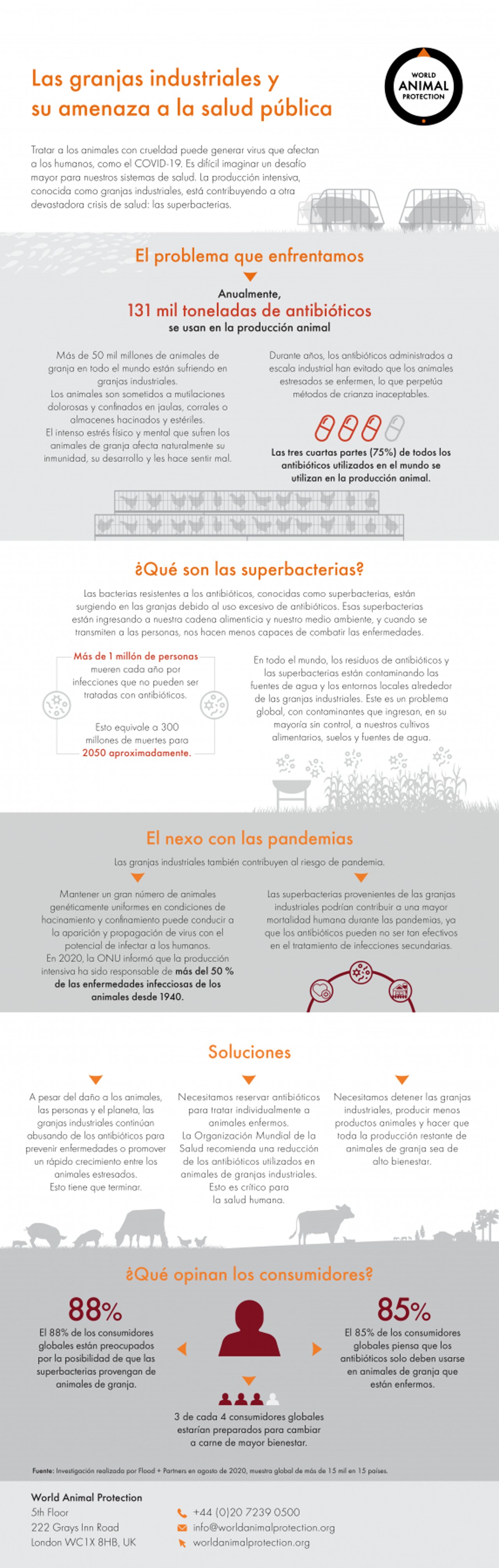 Infografia explicando qué son las superbacterias y su relación con la producción intensiva