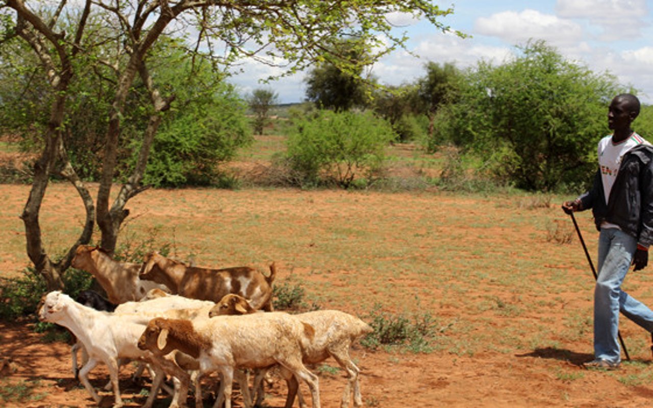 quenia_herd_national_park