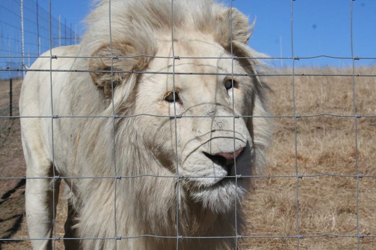 severely_cross-eyed_male_lion_held_captive_in_south_africa