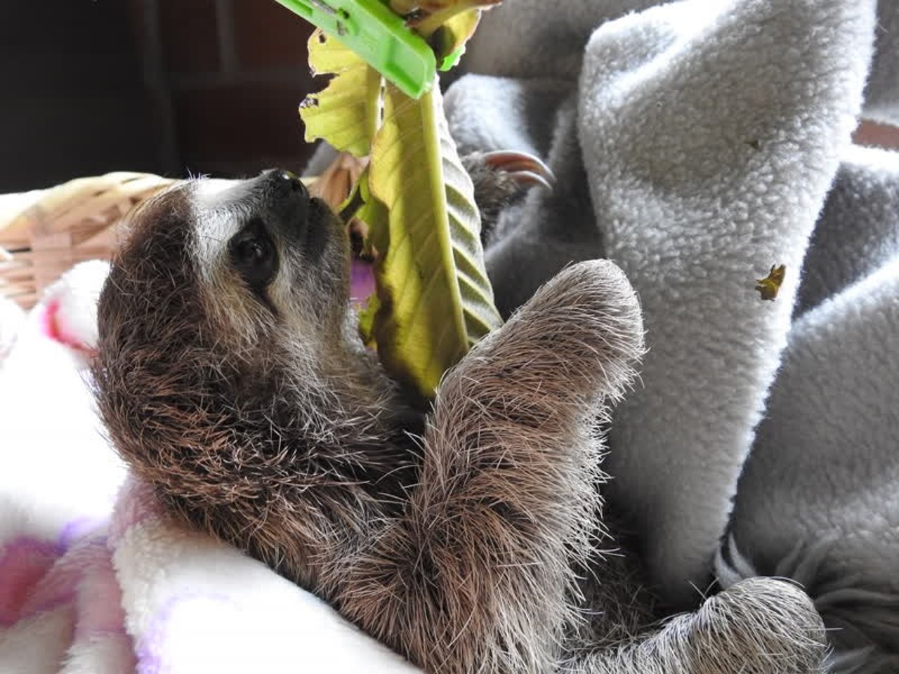 sloth_colombia_800x600_1021361_0