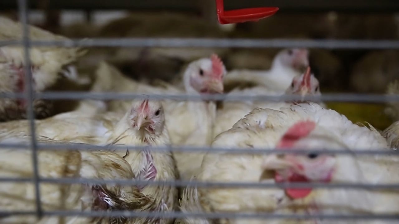 Kippen in kooi in de vee-industrie