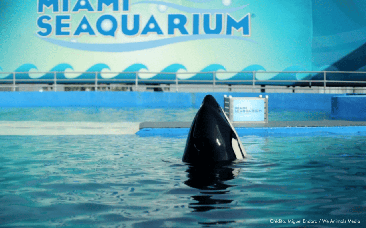La orca Tokitae, vivió en el tanque para ballenas más pequeño de Estados Unidos, por más de 50 años 