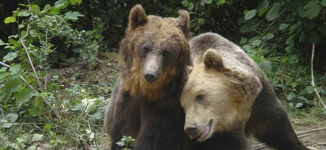 valentines_day_bears