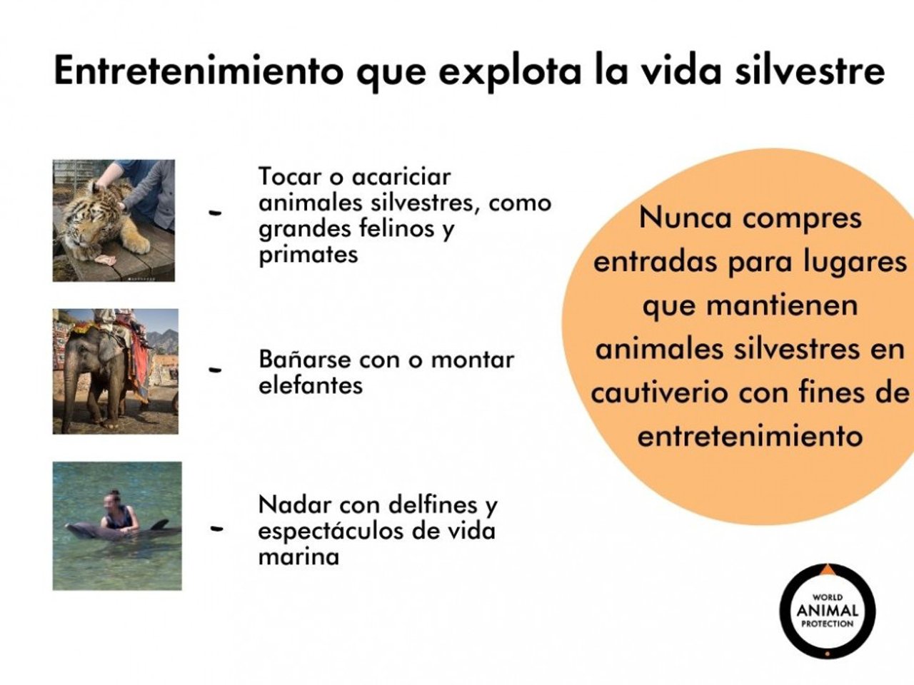 Tocar o acariciar animales silvestres, como grandes felinos y primates.  Bañarse con o montar elefantes  Nadar con delfines y espectáculos de vida marina