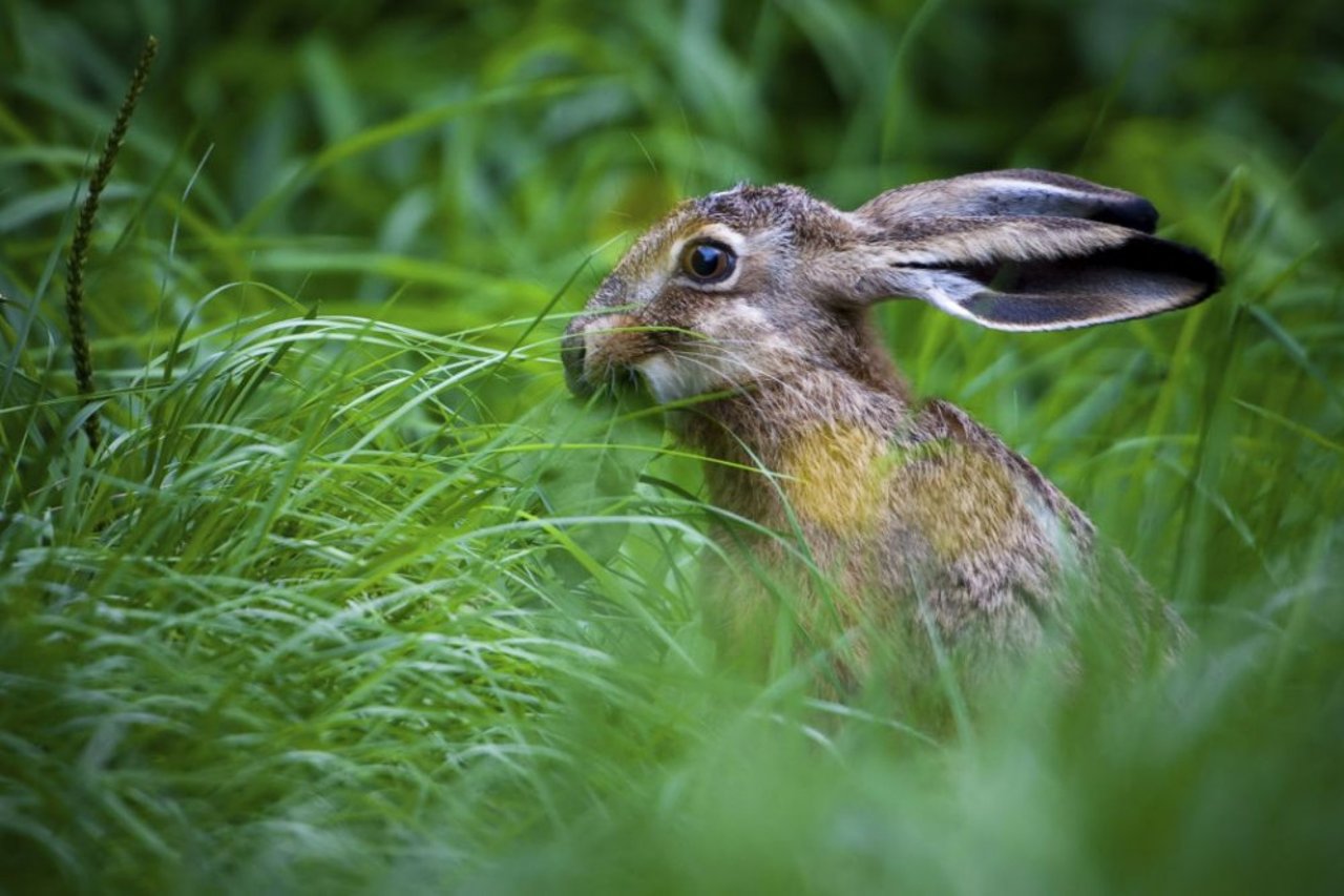 wildlife_crime_unit_hare_2014_high_res_world_animal_protection_0