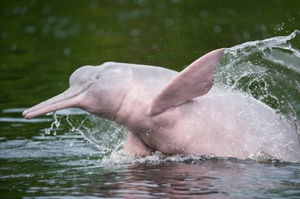 Un delfín rosado salta sobre el agua en el Amazonas. El delfín rosado se encuentra amenazado.