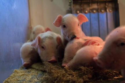 Piglets on a higher welfare farm