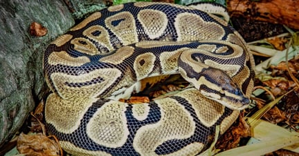 World Animal Protection  - Animals in the wild - Ball pythons are suffering terribly from the global exotic pet trade