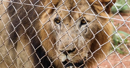 A caged lion looking outwards