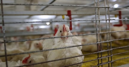 43 day old broiler (meat) chickens in a caged system - Change for Chickens - World Animal Protection