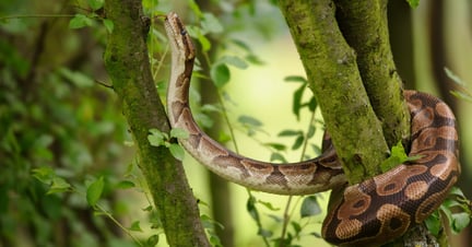 Datos sorprendentes de serpientes - una pitón en la naturaleza