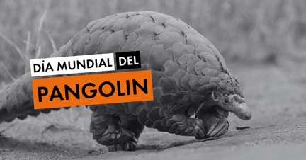 Día Mundial del Pangolín - World Animal Protection