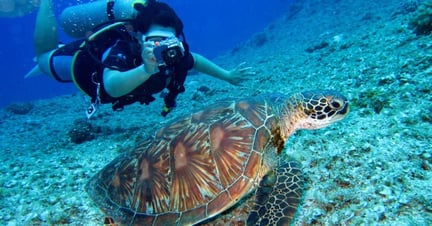 Diver photographing turtle at the Great Barrier Reef