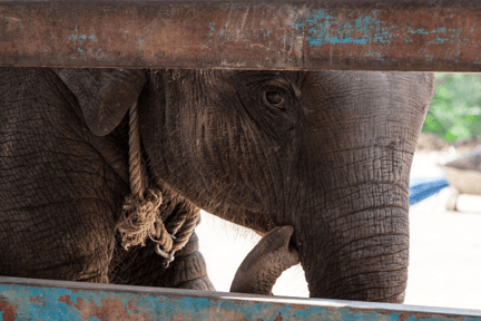 Un elefante bebé en cautiverio mira con miedo a través de una reja.