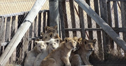 Lion cubs huddled together at a facility in South Africa - Traditional medicine - World Animal Protection