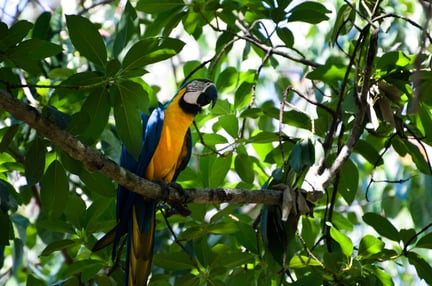 Un guacamayo azul y amarillo (Ara arauna) en Patanal, estado de Mato Grosso do Sul, Brasil. Se anida bajo las ramas, protegiéndose del sol a la sombra de los árboles.