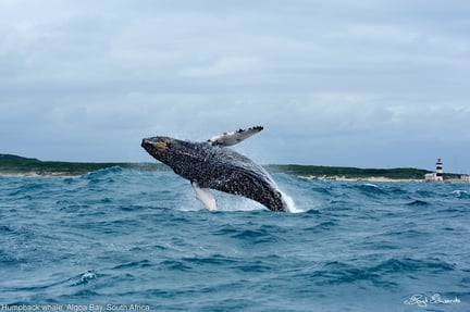 Una ballena salta en las aguas de Algoa Bay en Sudáfrica. Imagen: Lloyd Edwards / Raggy Charters