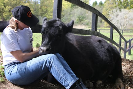 Una vaca es acariciada en el Suantuario Moo to Ewe en Australia - World Animal Protection