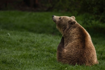 Oso rescatado en el Santuario Libearty para osos rescatados, administrado por Asociatia Milioane De Prieteni (AMP) .