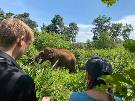 Turistas observando un elefante rescatado en Elephant Valley Project (EVP), lo hacen a una distancia respetuosa y segura.