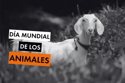 Una cabra mira hacia la cámara - Día Mundial de los Animales