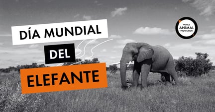 Día mundial del elefante - Un elefante pastando en la naturaleza