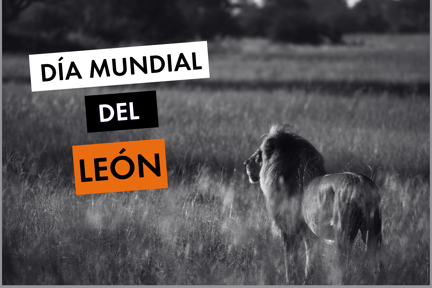 Día Mundial del León - un león en la naturaleza