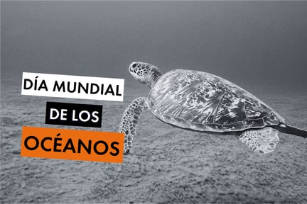 Día Mundial de los Océanos - Una tortuga marina verde frente a las Islas Salomón.