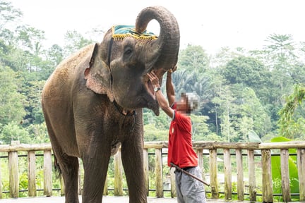 Un elefante usado para espectáculos y entretenimiento en Bali. Los elefantes explotados en turismo sufren.