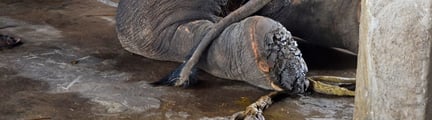 elephant kneeling with injured feet