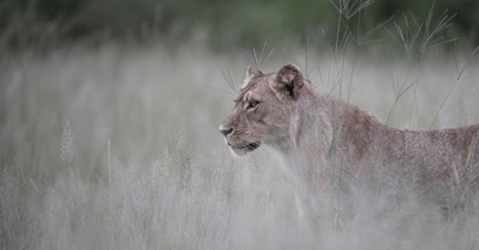 Una leona en su hábitat natural en África.